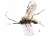  ( - NMS:Godfray:KPB-A963)  @13 [ ] CreativeCommons - Attribution (2015) CBG Photography Group Centre for Biodiversity Genomics