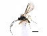  ( - NMS:Godfray:KPB-C214i)  @12 [ ] CreativeCommons - Attribution (2015) CBG Photography Group Centre for Biodiversity Genomics