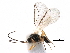  ( - NMS:Godfray:KPB-C242)  @12 [ ] CreativeCommons - Attribution (2015) CBG Photography Group Centre for Biodiversity Genomics