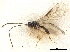  ( - NMS:Godfray:1176)  @11 [ ] CreativeCommons - Attribution (2019) CBG Photography Group Centre for Biodiversity Genomics