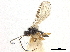  ( - NMS:Godfray:714)  @11 [ ] CreativeCommons - Attribution (2019) CBG Photography Group Centre for Biodiversity Genomics