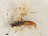  (Chaenusa cf. punctulatum - NMS:Godfray:A736)  @11 [ ] CreativeCommons - Attribution (2019) CBG Photography Group Centre for Biodiversity Genomics
