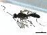  (Chaenusa punctulata - NMS:Godfray:A745)  @11 [ ] CreativeCommons - Attribution (2019) CBG Photography Group Centre for Biodiversity Genomics