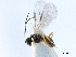  ( - NMS:Godfray:A767)  @14 [ ] CreativeCommons - Attribution (2019) CBG Photography Group Centre for Biodiversity Genomics