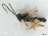  ( - NMS:Godfray:K14.3)  @12 [ ] CreativeCommons - Attribution (2019) CBG Photography Group Centre for Biodiversity Genomics