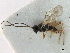  ( - NMS:Godfray:K18.2)  @12 [ ] CreativeCommons - Attribution (2019) CBG Photography Group Centre for Biodiversity Genomics