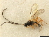  ( - NMS:Godfray:K70.1)  @11 [ ] CreativeCommons - Attribution (2019) CBG Photography Group Centre for Biodiversity Genomics