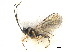  ( - NMS:Godfray:K70.2)  @11 [ ] CreativeCommons - Attribution (2019) CBG Photography Group Centre for Biodiversity Genomics