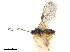  ( - NMS:Godfray:KPB-2192)  @11 [ ] CreativeCommons - Attribution (2019) CBG Photography Group Centre for Biodiversity Genomics