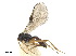  ( - NMS:Godfray:KPB-2476)  @11 [ ] CreativeCommons - Attribution (2019) CBG Photography Group Centre for Biodiversity Genomics