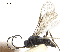  ( - NMS:Godfray:KPB-3669)  @11 [ ] CreativeCommons - Attribution (2019) CBG Photography Group Centre for Biodiversity Genomics