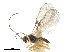  (Dacnusa discolor - NMS:Godfray:KPB-3989a)  @11 [ ] CreativeCommons - Attribution (2019) CBG Photography Group Centre for Biodiversity Genomics
