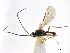  ( - NMS:Godfray:KPB-4414)  @11 [ ] CreativeCommons - Attribution (2019) CBG Photography Group Centre for Biodiversity Genomics
