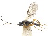  ( - NMS:Godfray:KPB-A782f)  @11 [ ] CreativeCommons - Attribution (2019) CBG Photography Group Centre for Biodiversity Genomics