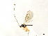  (Dapsilarthra apii - NMS:Godfray:KPB-A996a)  @11 [ ] CreativeCommons - Attribution (2019) CBG Photography Group Centre for Biodiversity Genomics