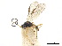 (Dacnusa laeta - NMS:Godfray:KPB-B63)  @11 [ ] CreativeCommons - Attribution (2019) CBG Photography Group Centre for Biodiversity Genomics
