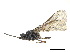  ( - NMS:Godfray:KPB-C189)  @13 [ ] CreativeCommons - Attribution (2019) CBG Photography Group Centre for Biodiversity Genomics
