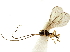  ( - NMS:Godfray:KPB-C294ii)  @12 [ ] CreativeCommons - Attribution (2019) CBG Photography Group Centre for Biodiversity Genomics