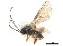  ( - NMS:Godfray:KPB-CL220a)  @11 [ ] CreativeCommons - Attribution (2019) CBG Photography Group Centre for Biodiversity Genomics
