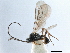  ( - NMS:Godfray:KPB-N17b)  @11 [ ] CreativeCommons - Attribution (2019) CBG Photography Group Centre for Biodiversity Genomics