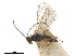 ( - NMS:Godfray:KPB1483)  @11 [ ] CreativeCommons - Attribution (2019) CBG Photography Group Centre for Biodiversity Genomics