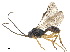  ( - NMS:Godfray:NK103)  @11 [ ] CreativeCommons - Attribution (2019) CBG Photography Group Centre for Biodiversity Genomics