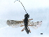  (Polemochartus - NMS:Godfray:NK138)  @11 [ ] CreativeCommons - Attribution (2019) CBG Photography Group Centre for Biodiversity Genomics