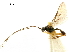  (Adelurola - NMS:Godfray:NK58)  @14 [ ] CreativeCommons - Attribution (2019) CBG Photography Group Centre for Biodiversity Genomics