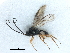  ( - NMS:Godfray:NK70bii)  @11 [ ] CreativeCommons - Attribution (2019) CBG Photography Group Centre for Biodiversity Genomics