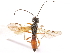  (Polemochartus liparae - NMS:Godfray:NK8a)  @11 [ ] CreativeCommons - Attribution (2019) CBG Photography Group Centre for Biodiversity Genomics