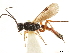  ( - NMS:Godfray:NK8b)  @11 [ ] CreativeCommons - Attribution (2019) CBG Photography Group Centre for Biodiversity Genomics