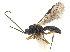  ( - NMS:Godfray:NR1539)  @11 [ ] CreativeCommons - Attribution (2019) CBG Photography Group Centre for Biodiversity Genomics
