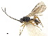  ( - NMS:Godfray:NR1558)  @11 [ ] CreativeCommons - Attribution (2019) CBG Photography Group Centre for Biodiversity Genomics