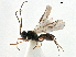  ( - NMS:Godfray:NR18)  @11 [ ] CreativeCommons - Attribution (2019) CBG Photography Group Centre for Biodiversity Genomics