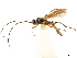  ( - NMS:Godfray:NR2)  @11 [ ] CreativeCommons - Attribution (2019) CBG Photography Group Centre for Biodiversity Genomics