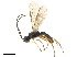  ( - NMS:Godfray:NR23a)  @11 [ ] CreativeCommons - Attribution (2019) CBG Photography Group Centre for Biodiversity Genomics