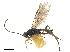  (Synelix - NMS:Godfray:NR260)  @14 [ ] CreativeCommons - Attribution (2019) CBG Photography Group Centre for Biodiversity Genomics