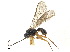  ( - NMS:Godfray:NR341)  @11 [ ] CreativeCommons - Attribution (2019) CBG Photography Group Centre for Biodiversity Genomics