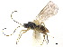 (Dacnusa stramineipes - NMS:Godfray:NR39)  @11 [ ] CreativeCommons - Attribution (2019) CBG Photography Group Centre for Biodiversity Genomics