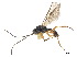  (Antrusa nr. flavicoxa 1 - NMS:Godfray:NR459)  @11 [ ] CreativeCommons - Attribution (2019) CBG Photography Group Centre for Biodiversity Genomics