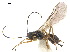  (Dacnusa pubescens - NMS:Godfray:NR652)  @14 [ ] CreativeCommons - Attribution (2019) CBG Photography Group Centre for Biodiversity Genomics