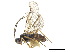 ( - NMS:Godfray:NR714)  @11 [ ] CreativeCommons - Attribution (2019) CBG Photography Group Centre for Biodiversity Genomics