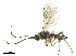  ( - NMS:Godfray:NR717)  @11 [ ] CreativeCommons - Attribution (2019) CBG Photography Group Centre for Biodiversity Genomics