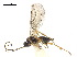  ( - NMS:Godfray:NR737)  @11 [ ] CreativeCommons - Attribution (2019) CBG Photography Group Centre for Biodiversity Genomics