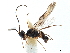  ( - NMS:Godfray:NR795)  @11 [ ] CreativeCommons - Attribution (2019) CBG Photography Group Centre for Biodiversity Genomics