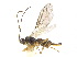  (Dacnusa alticeps - NMS:Godfray:NR840)  @11 [ ] CreativeCommons - Attribution (2019) CBG Photography Group Centre for Biodiversity Genomics