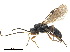  ( - NMS:Godfray:NR870)  @11 [ ] CreativeCommons - Attribution (2019) CBG Photography Group Centre for Biodiversity Genomics