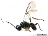  ( - NMS:Godfray:NR876)  @11 [ ] CreativeCommons - Attribution (2019) CBG Photography Group Centre for Biodiversity Genomics
