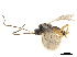  ( - NMS:Godfray:RM-4288)  @11 [ ] CreativeCommons - Attribution (2019) CBG Photography Group Centre for Biodiversity Genomics
