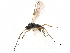  ( - NMS:Godfray:NR38)  @11 [ ] CreativeCommons - Attribution (2015) CBG Photography Group Centre for Biodiversity Genomics